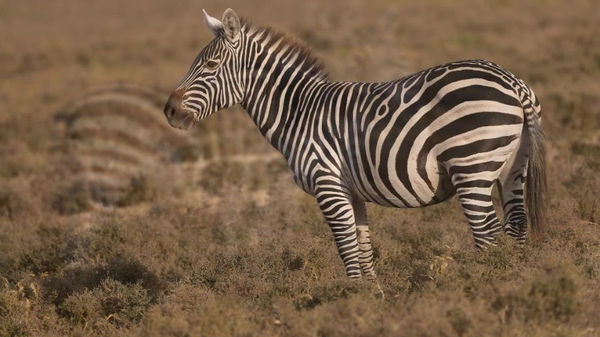 KENYA NAIVASHA